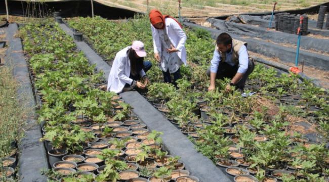 Şanlıurfa Büyükşehir Belediyesi Kendi Fidanını Üretiyor