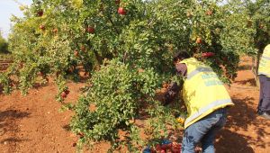 Büyükşehir'den Meyve İkramı