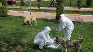 Şanlıurfa'da Sokak Hayvanları Unutulmadı