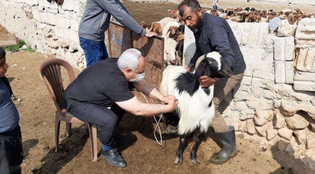 Telabyad’da Tarım ve Hayvancılık Canlanıyor  