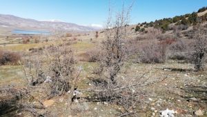 Adıyaman’da Yabani Alıçlar, Ekonomiye Kazandırılıyor