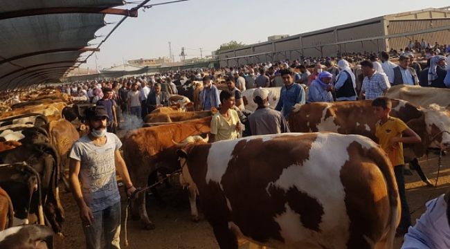 Urfa’da bayram heyecanı kurbanlık satışları başladı