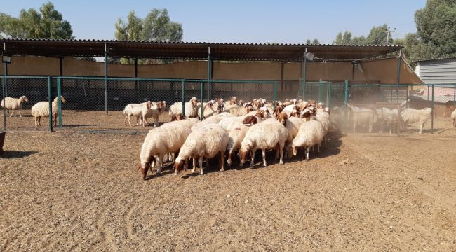 Harran Üniversitesi Bilimsel Çalışmalarda Hız Kesmiyor