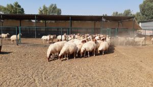 Harran Üniversitesi Bilimsel Çalışmalarda Hız Kesmiyor