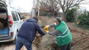 Vatandaşlar Nar Fidanlarını Almaya Başladı