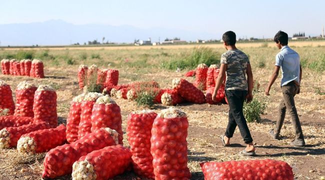 Urfa’nın mevsimlik dramı! HÜDA PAR rapor hazırladı!