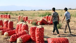 Urfa’nın mevsimlik dramı! HÜDA PAR rapor hazırladı!