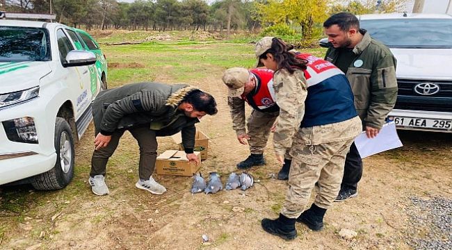 Ceylanpınar'da 4'ü ölü, 6'sı yaralı 'Tahtalı' cins kuş ele geçirildi