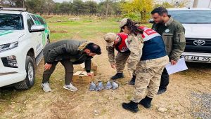 Ceylanpınar'da 4'ü ölü, 6'sı yaralı 'Tahtalı' cins kuş ele geçirildi