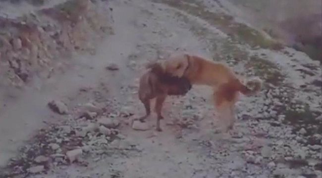 Urfa'da Çizgili Sırtlanı köpeğe boğdurttular