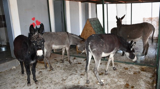 Siverek’te başıboş hayvanlar sıcak yuvaya kavuşturuldu