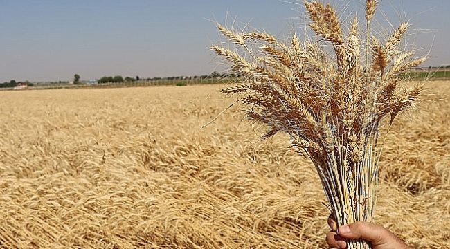 Ekmeklik buğday ithalatı yerli çiftçiyi vurdu