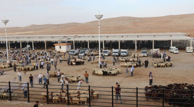 Şanlıurfa’da kurbanlık fiyatları ne kadar?