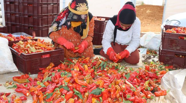 Büyükşehir’de İsot Hasadı Başladı