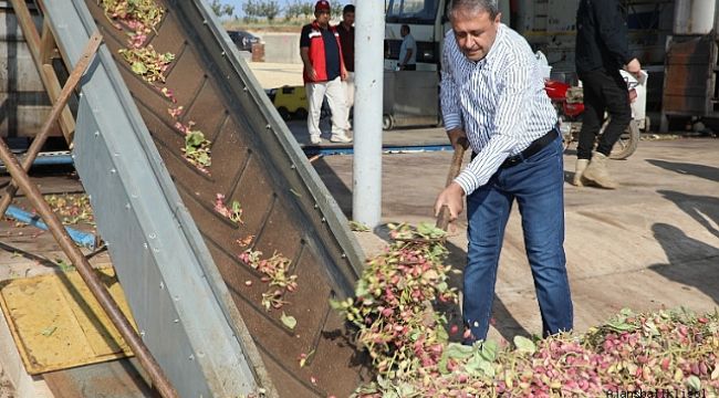 Fıstığın başkenti Şanlıurfa'da hasat heyecanı