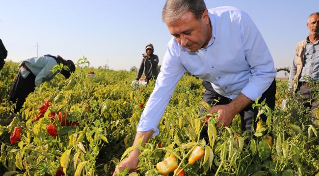 Vali Şıldak Hilvan’da İsot Hasadına Katıldı