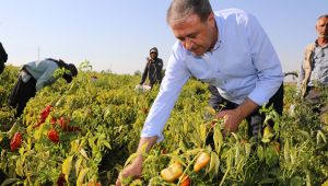 Vali Şıldak Hilvan’da İsot Hasadına Katıldı