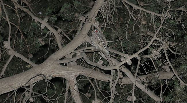 Şanlıurfa'da Çizgili İshak Kuşu görüldü