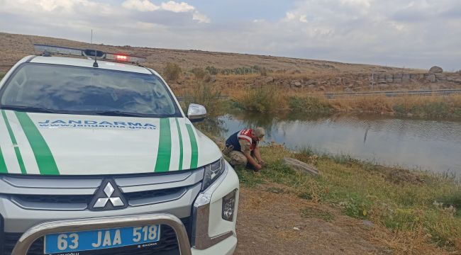 Siverek'te Nesli tükenmekte olan Turaç kuşu yaralı olarak bulundu 