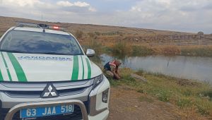 Siverek'te Nesli tükenmekte olan Turaç kuşu yaralı olarak bulundu 