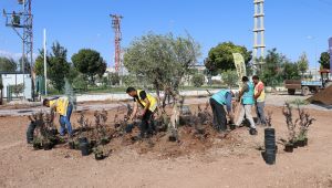 SUKAY Tıbbi Aromatik Parkı Şanlıurfa’ya Çok Yakışacak