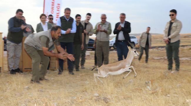 Vali Şıldak “Urfa Ceylanı Ülkemizdeki Nadide Türlerden Biri”