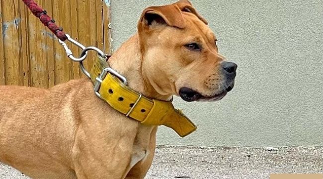 Pitbull cinsi köpek besleyenlere büyük ceza!