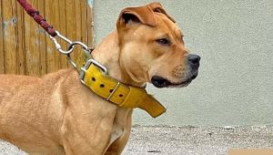 Pitbull cinsi köpek besleyenlere büyük ceza!