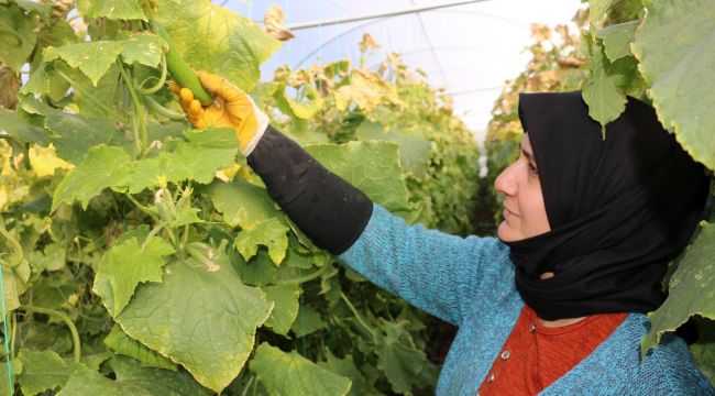 Siverek Belediyesi Sera'da sebze çeşitliliğini artırıyor