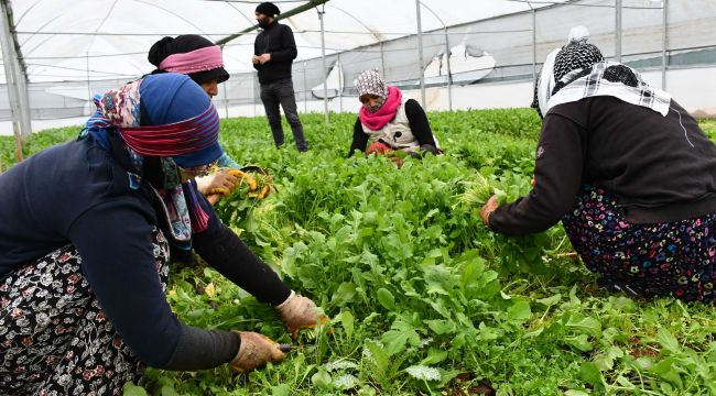 Kadın istihdamına yön veren seralarda hasat sürüyor