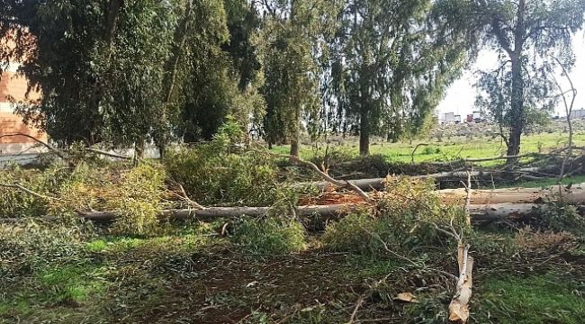 Harran Üniversitesi Eyyübiye Kampüsü'ndeki devasa ağaçlar kesildi!