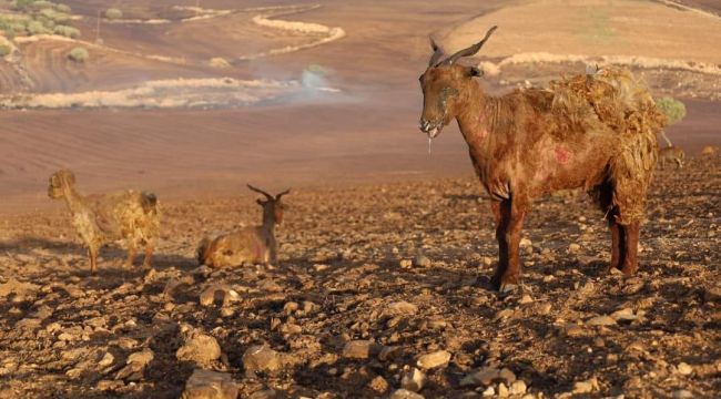 Diyarbakır'daki Yangında Ölü Sayısı Yükseldi