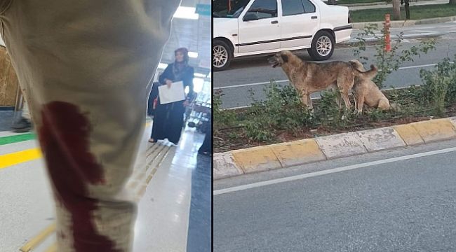 Urfa'da Bir Şahıs Sokak Köpekleri Tarafından Saldırıya Uğradı!