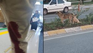 Urfa'da Bir Şahıs Sokak Köpekleri Tarafından Saldırıya Uğradı!