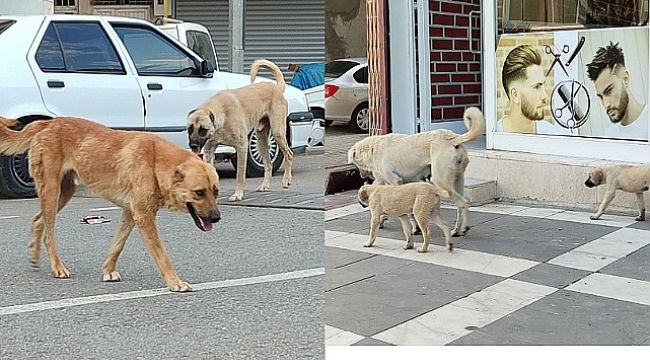 Başıboş sokak köpekleri düzenlemesine uymayan belediyelere 2 yıla kadar hapis var