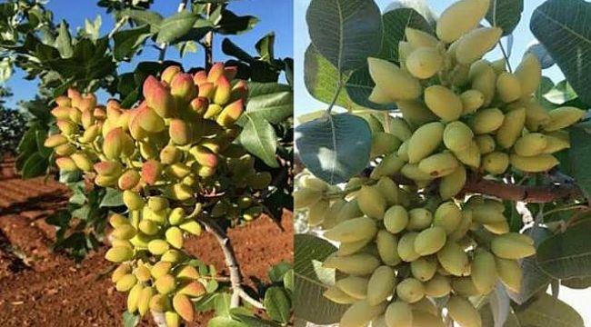 Şanlıurfa'da Fıstık Fiyatları Açıklandı! 