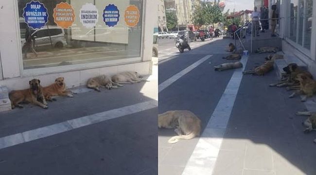 Şanlıurfa'da Sokak Köpekleri Caddeyi İstila Etti