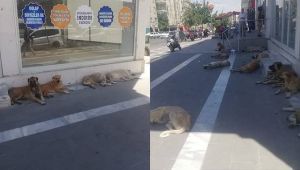 Şanlıurfa'da Sokak Köpekleri Caddeyi İstila Etti