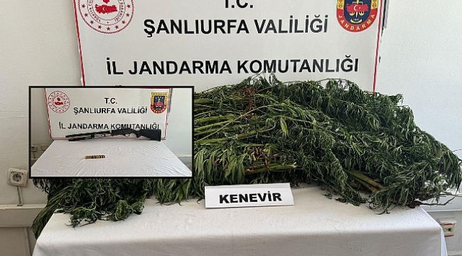 Şanlıurfa'da Saksılara Ekilmiş Halde Ele Geçirildi! 5 Gözaltı