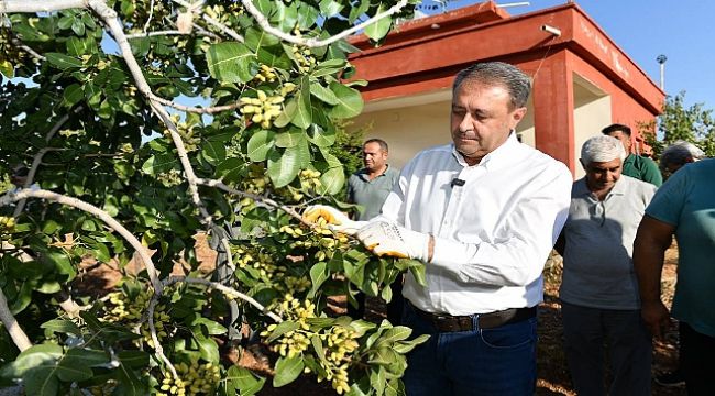 Vali Şıldak Erken Fıstık Hasadına Katıldı