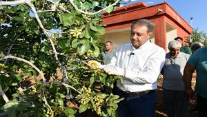 Vali Şıldak Erken Fıstık Hasadına Katıldı