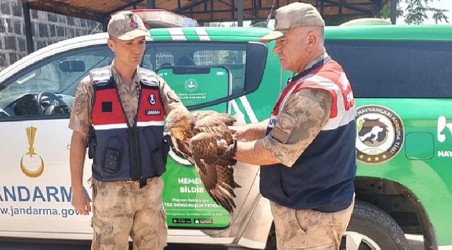 Yaralı Halde Bulunan Kızıl Şahin Koruma Altına Alındı