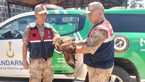 Yaralı Halde Bulunan Kızıl Şahin Koruma Altına Alındı