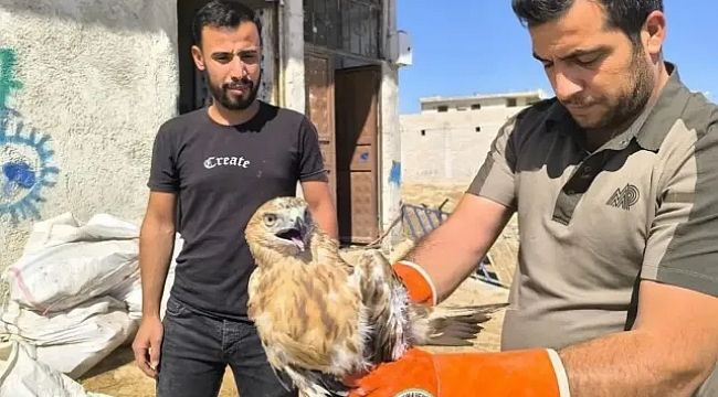 Şanlıurfa'da yaralı halde bulundu! Tedavi altına alındı!