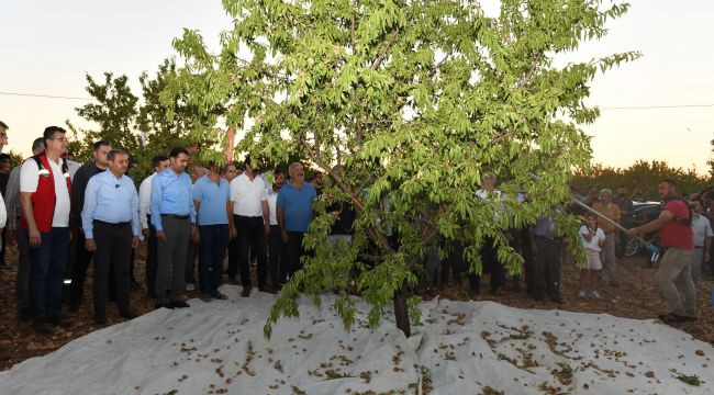 Vali Şıldak, Hilvan’da Badem Hasadına Katıldı