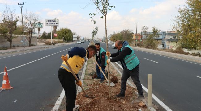 Büyükşehir Daha Yeşil Bir Şanlıurfa İçin Ağaçlandırma Çalışmalarını Sürdürüyor