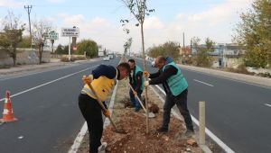 Büyükşehir Daha Yeşil Bir Şanlıurfa İçin Ağaçlandırma Çalışmalarını Sürdürüyor