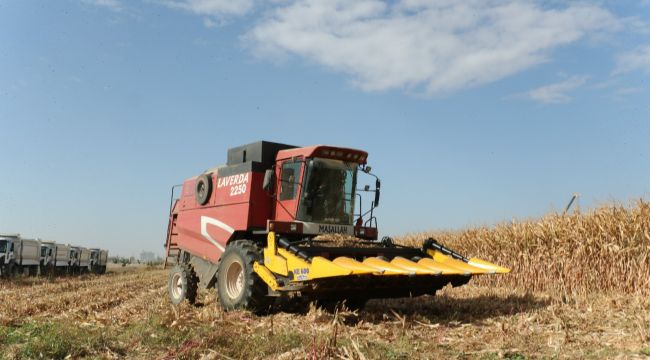 Büyükşehir Mısır Hasadına Başladı 