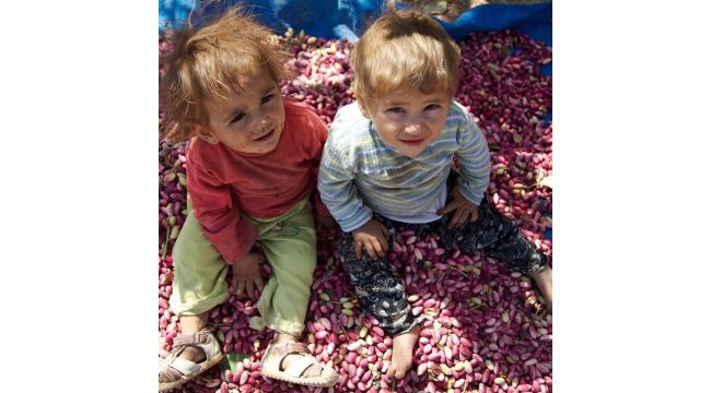 Şanlıurfa'da Zeytin ve Fıstık İşleme Tesislerine İhtiyaç Artıyor