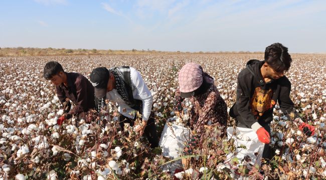 Türkiye'nin Pamuk Üretiminde %47 İle Lider Şehir: Şanlıurfa